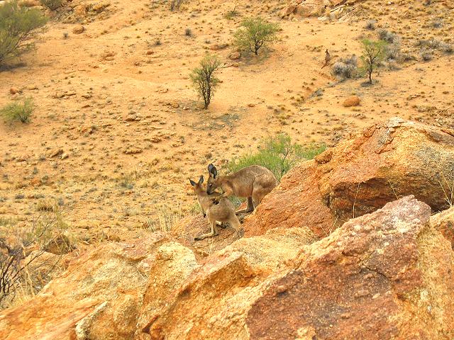 A 270 Alice Springs - Parc de la Station telegraphique.jpg